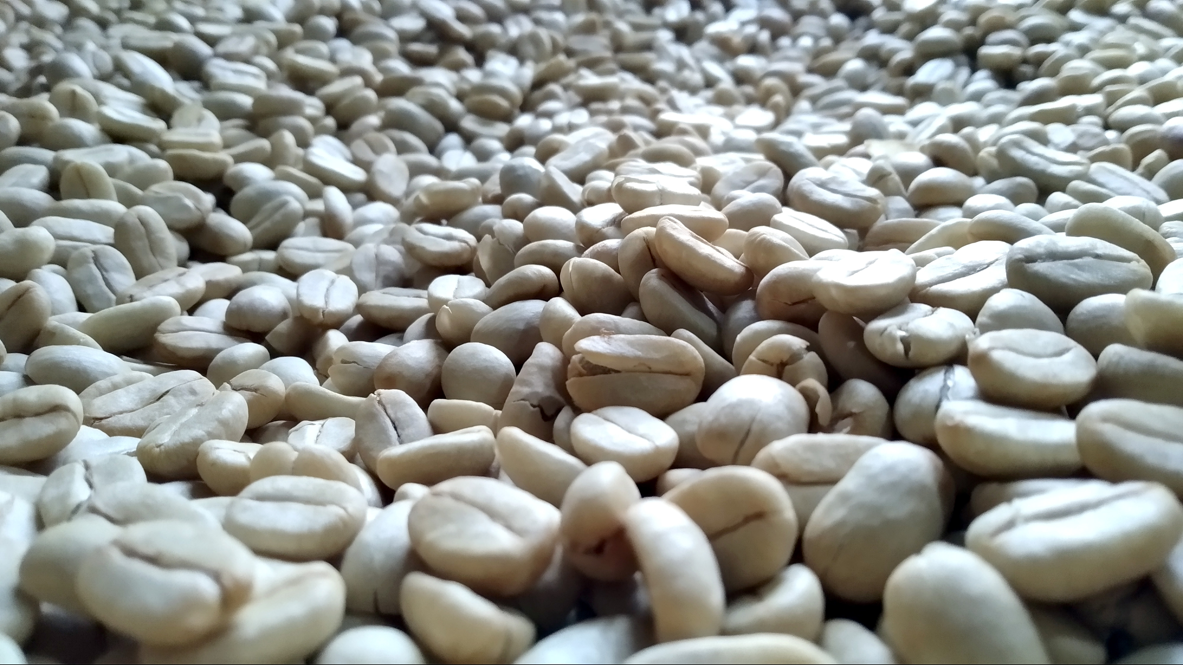 Gabah/Parchment Kopi