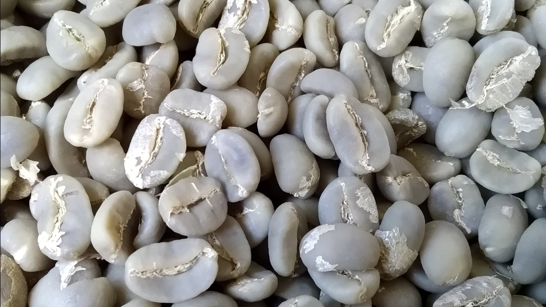 Washed Giling Basah 90kofie